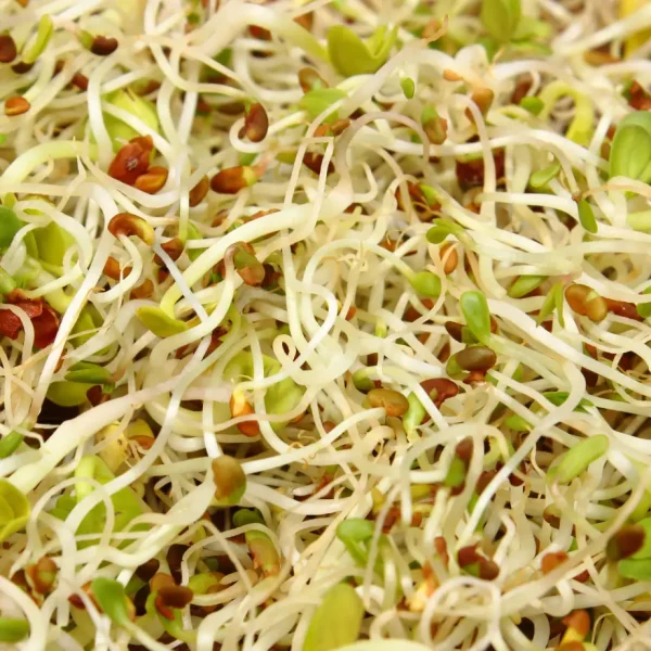 Germes-de-radis